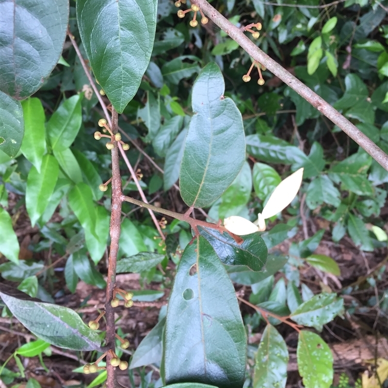 Litsea breviumbellata