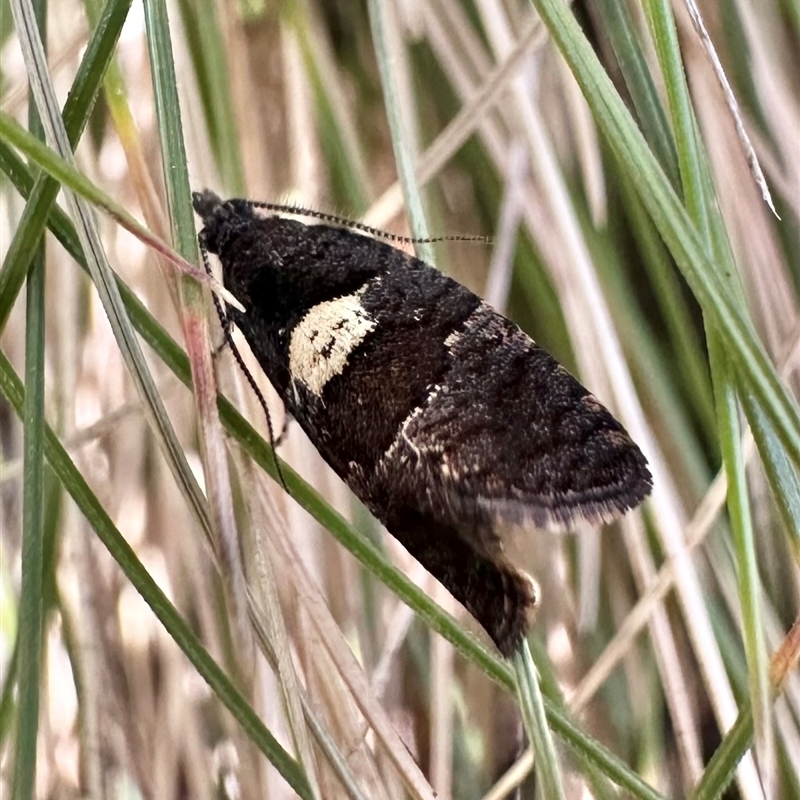 Rupicolana stereodes