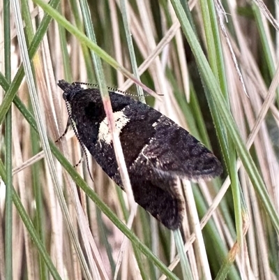 Rupicolana stereodes