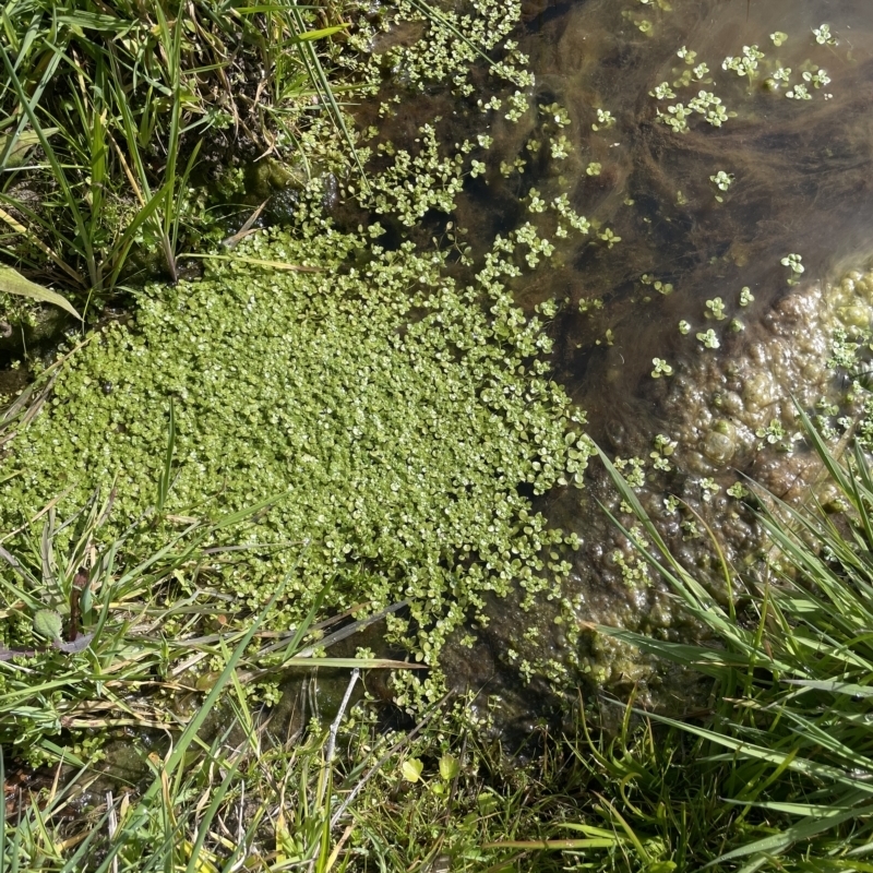 Callitriche umbonata