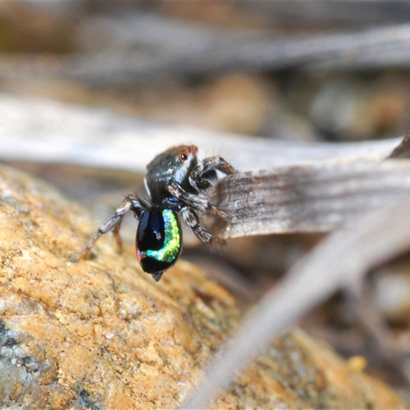 Maratus robinsoni