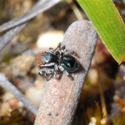 Maratus robinsoni