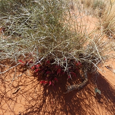 Leptosema chambersii