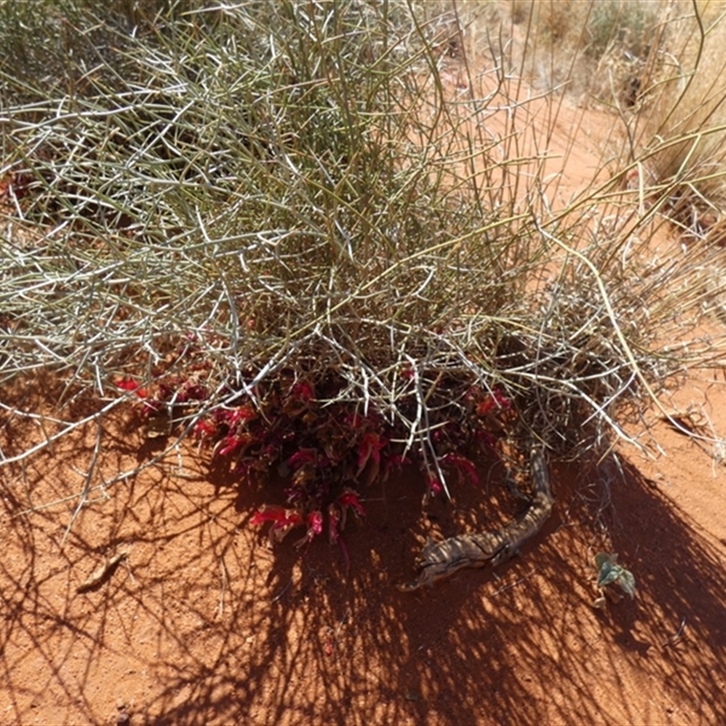 Leptosema chambersii