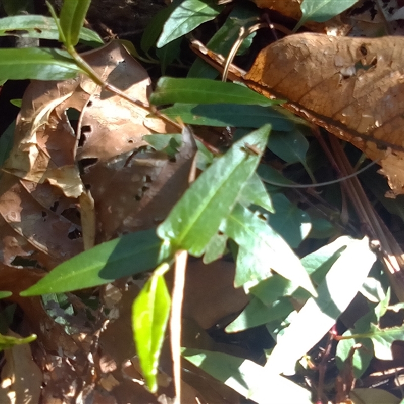 Persicaria dichotoma