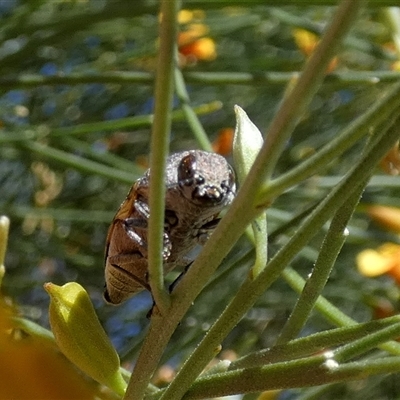 Astraeus flavopictus