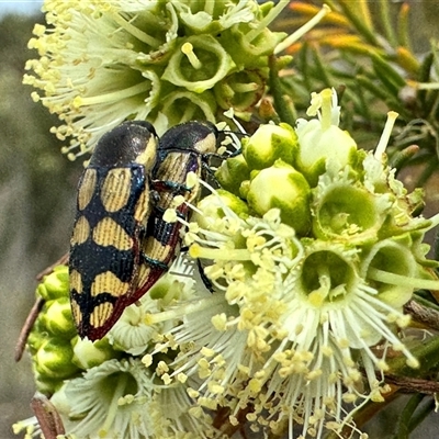 Castiarina subcincta