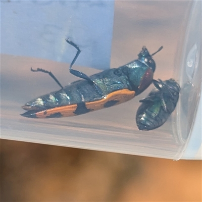 Castiarina quadrifasciata