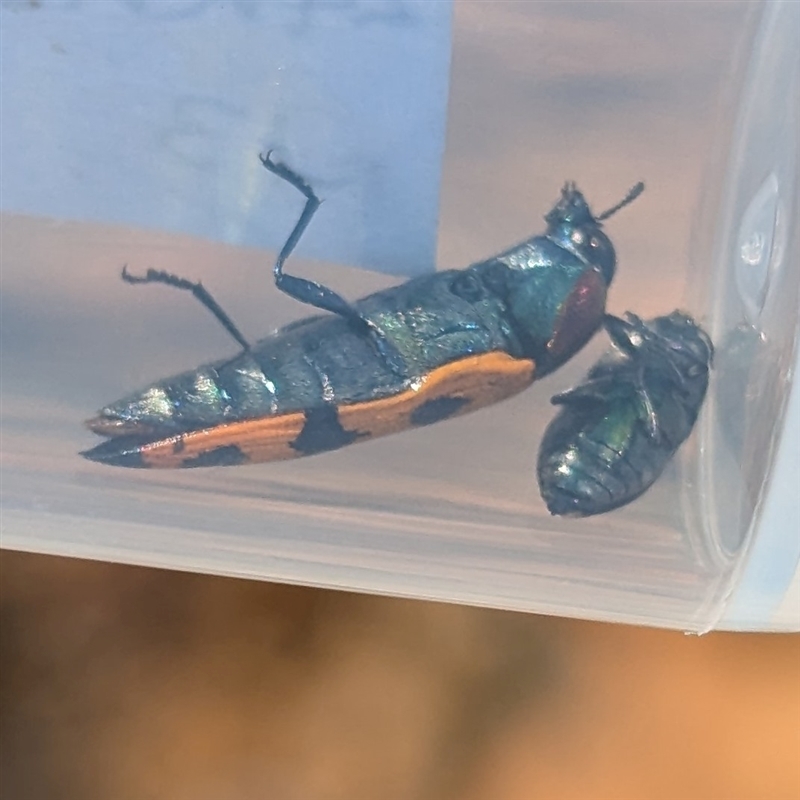 Castiarina quadrifasciata