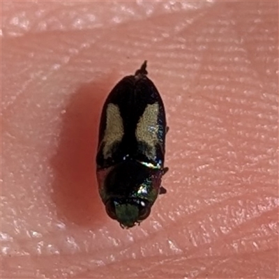 Neocuris discoflava