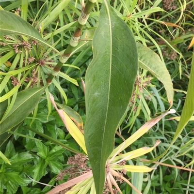 Persicaria attenuata subsp. attenuata