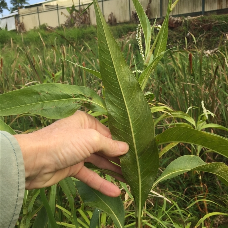 Persicaria attenuata subsp. attenuata