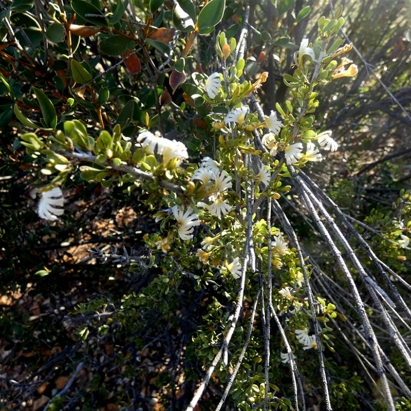 Scaevola spinescens