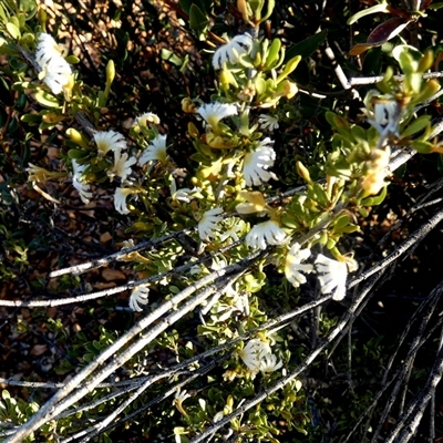 Scaevola spinescens