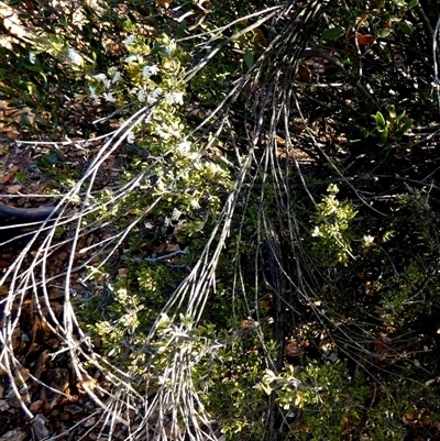 Scaevola spinescens