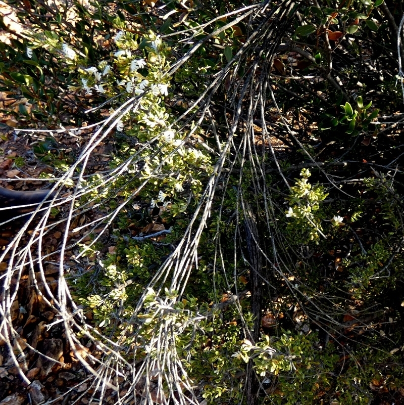 Scaevola spinescens