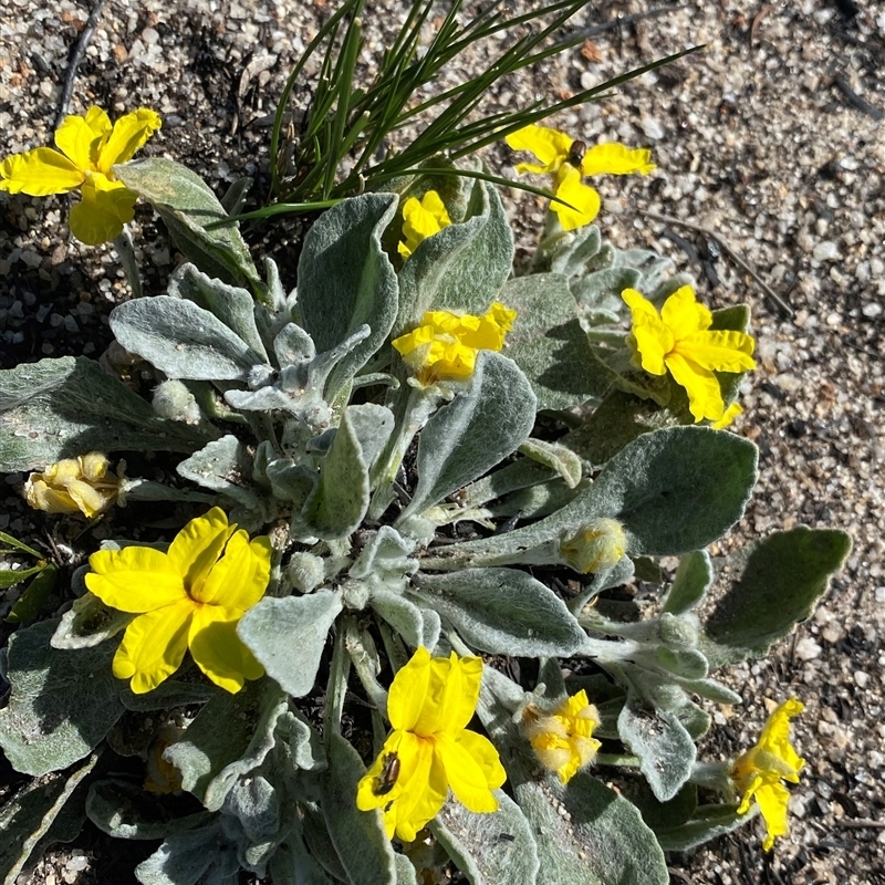 Goodenia affinis