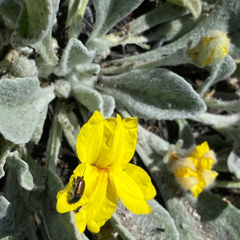 Goodenia affinis