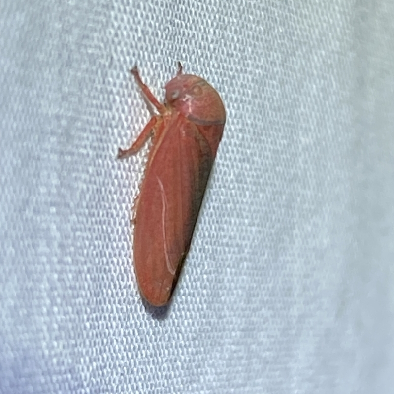 Trocnada dorsigera