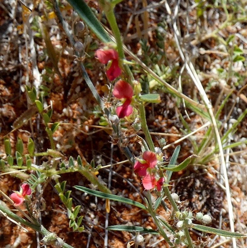 Indigofera linifolia