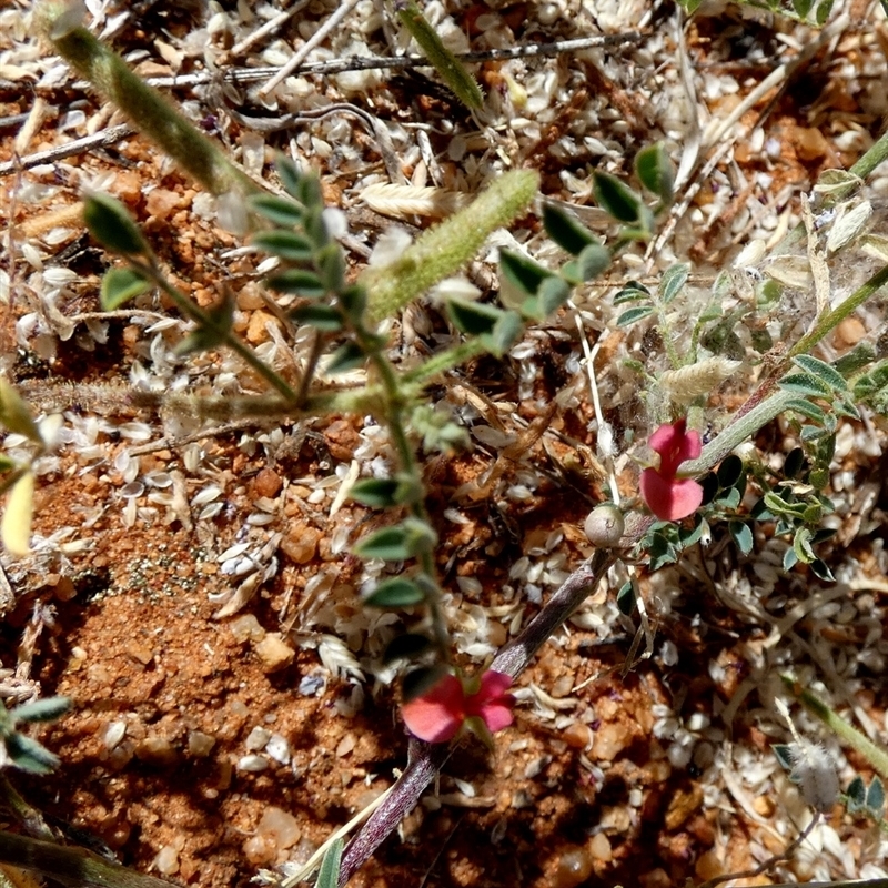 Indigofera linifolia