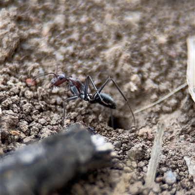 Camponotus stefani