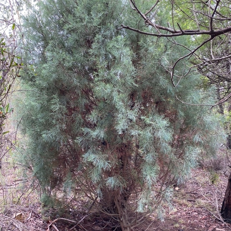 Callitris oblonga subsp. corangensis