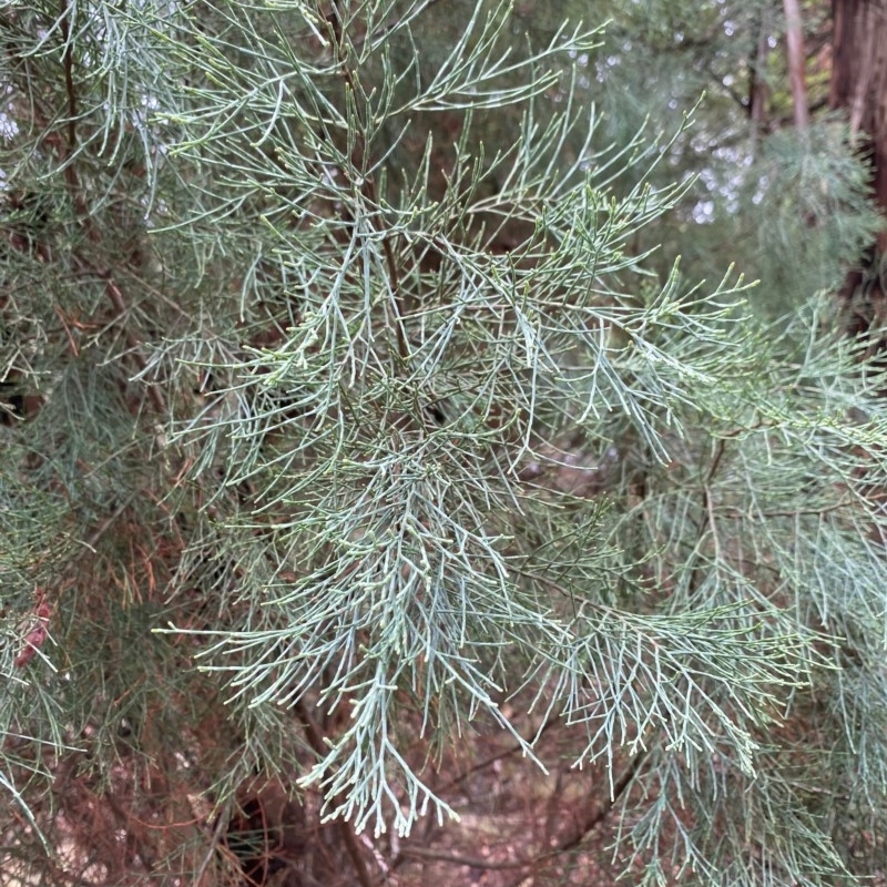 Callitris oblonga subsp. corangensis
