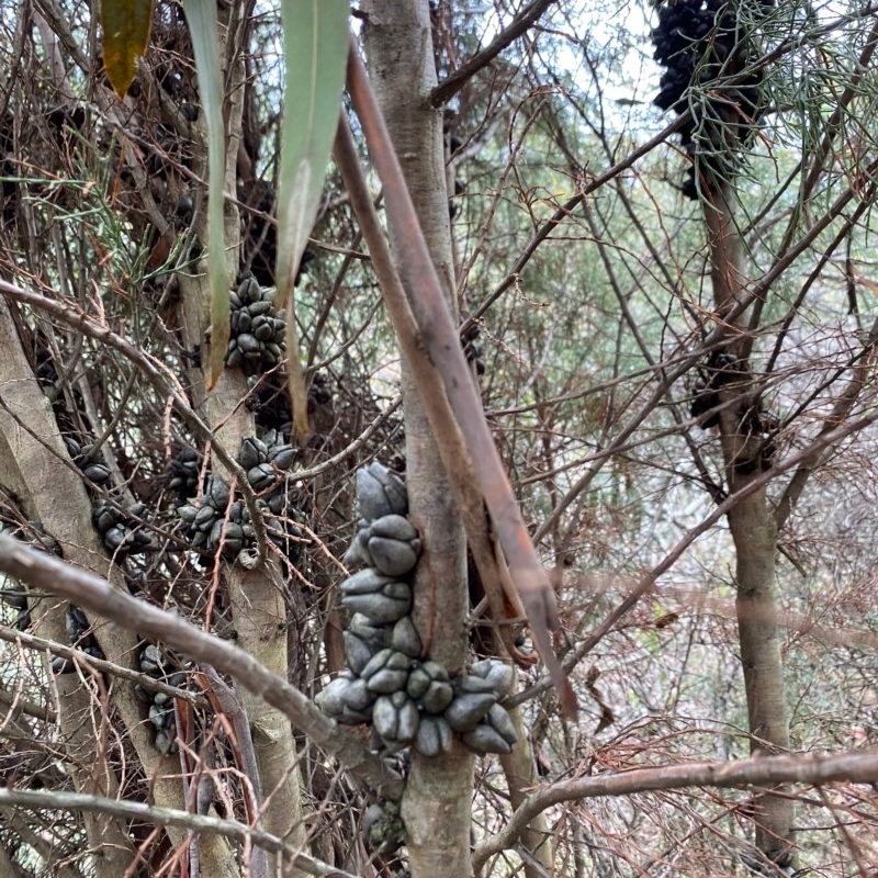 Callitris oblonga subsp. corangensis