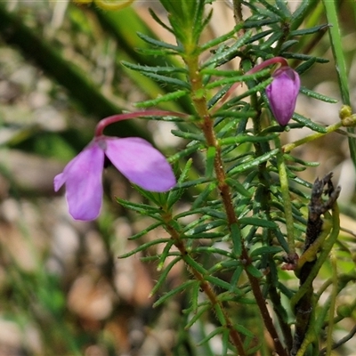 Tetratheca neglecta