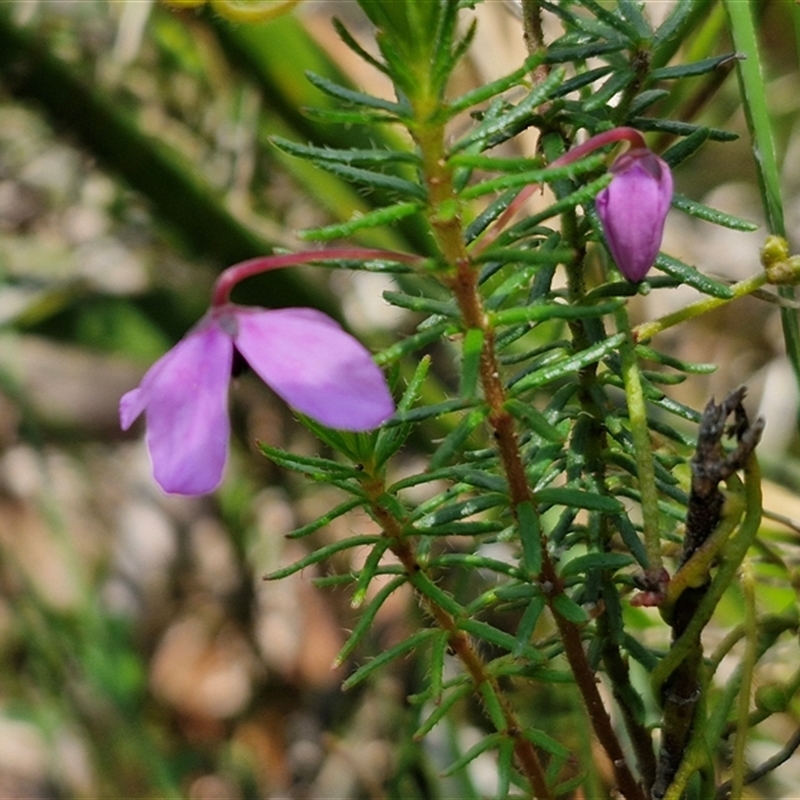 Tetratheca neglecta