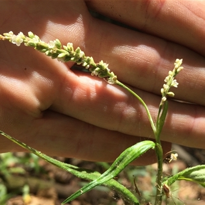 Persicaria barbata