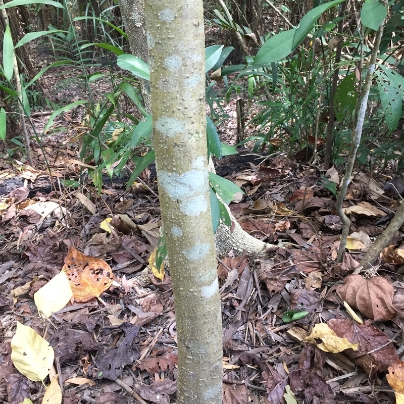 Casearia grewiifolia