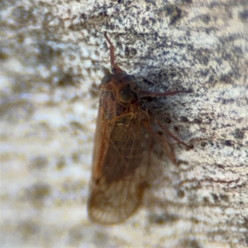 Cajeta singularis