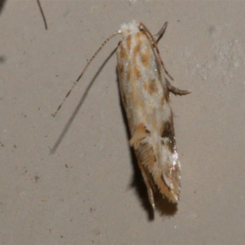 Dryadaula anthracorma