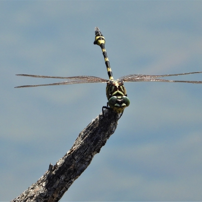 Ictinogomphus australis