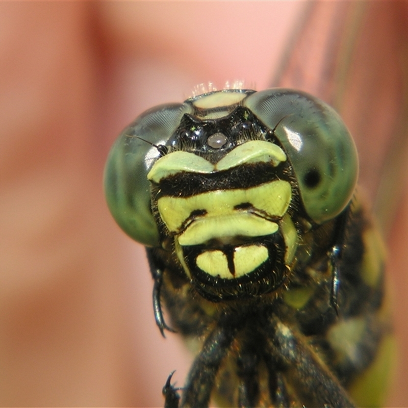 Ictinogomphus australis