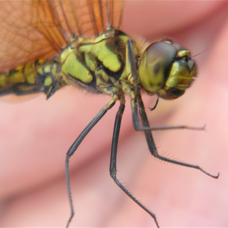 Hydrobasileus brevistylus