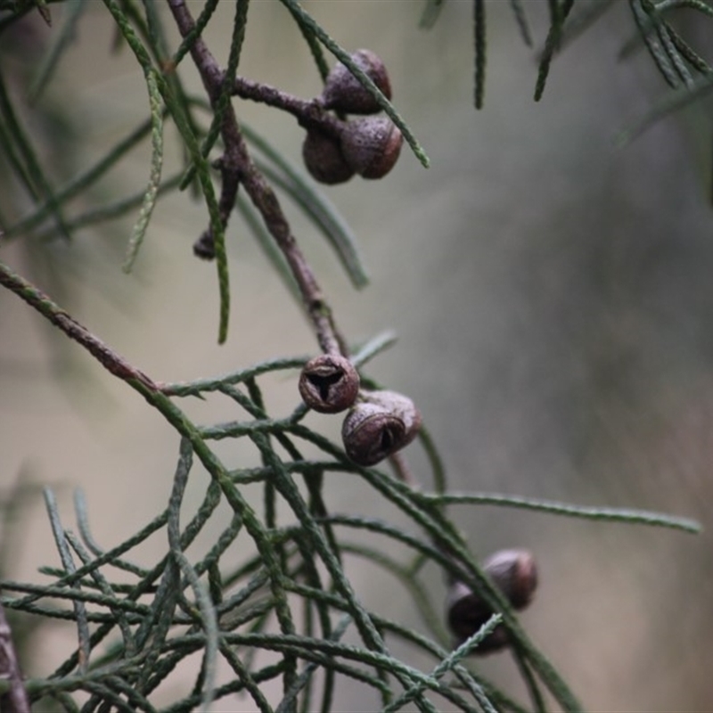 Callitris sp.