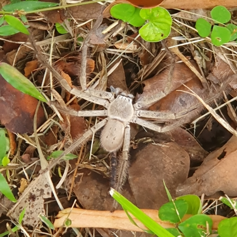 Isopeda brachyseta