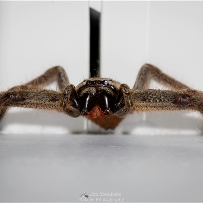 Isopeda brachyseta