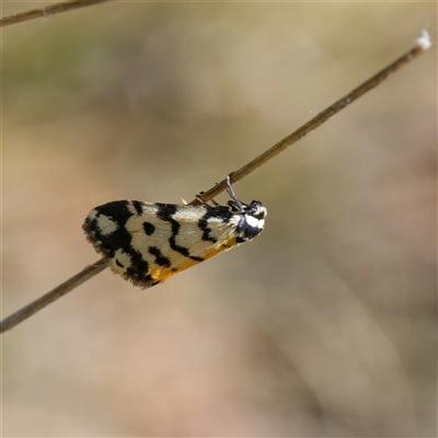 Thallarcha jocularis