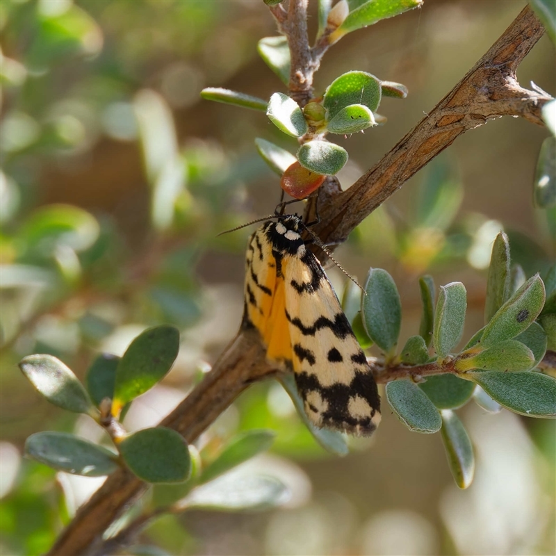 Thallarcha jocularis