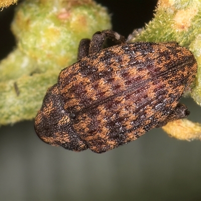 Melanterius costipennis