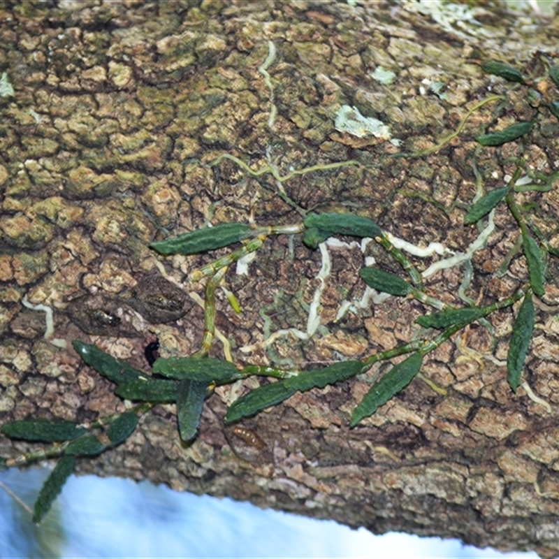 Dendrobium cucumerinum