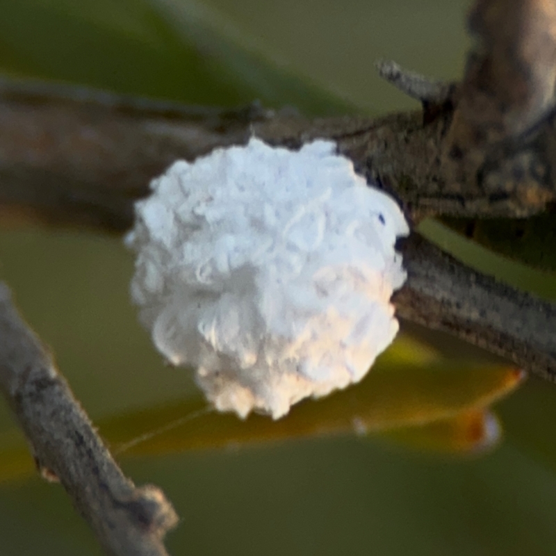 Callococcus acaciae