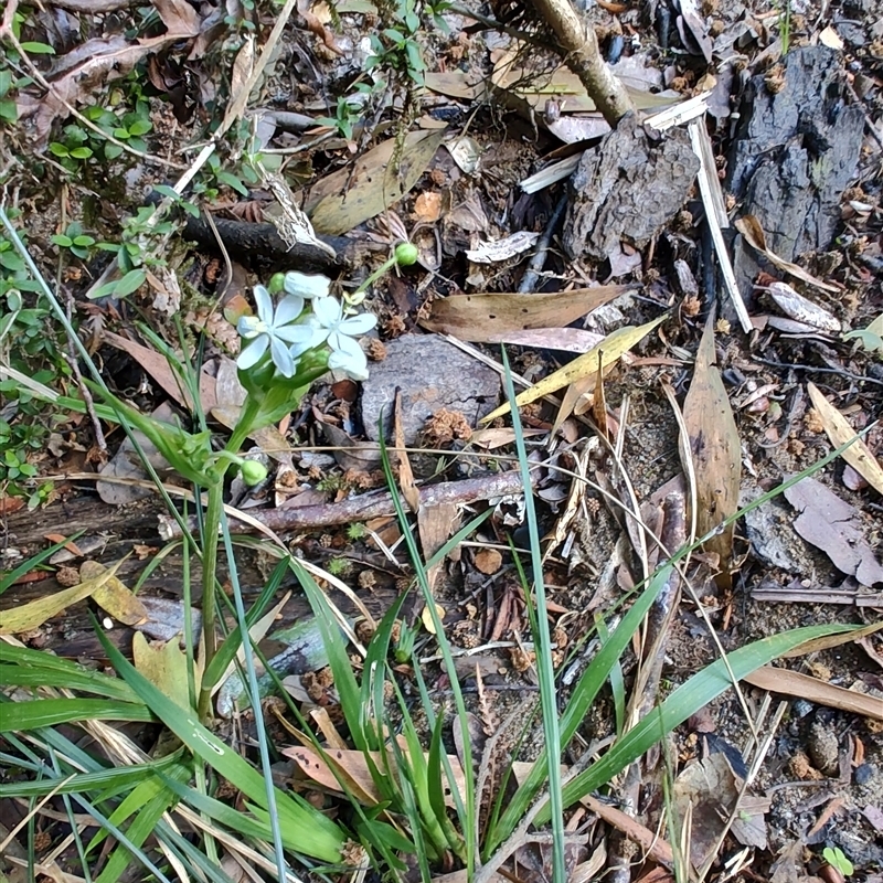 Libertia pulchella