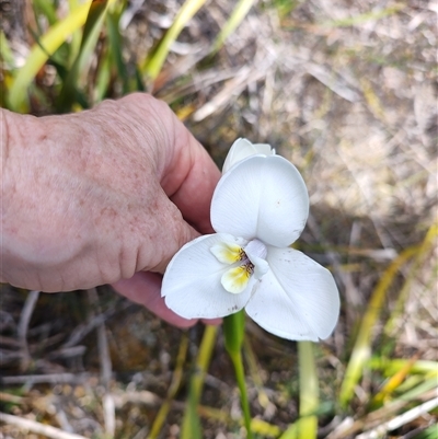 Diplarrena latifolia