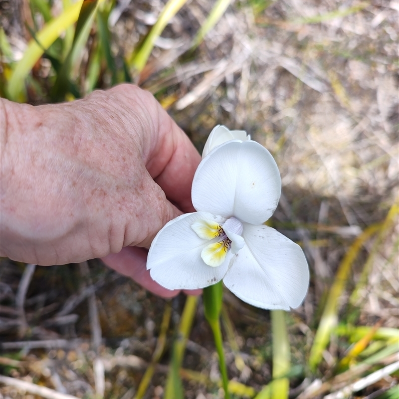 Diplarrena latifolia