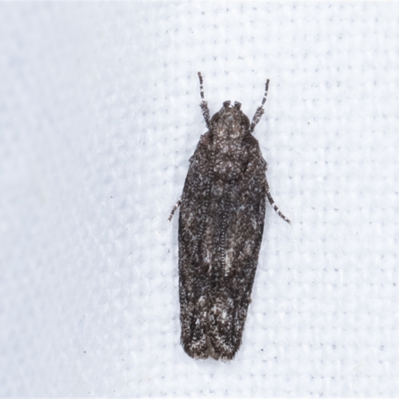 Ardozyga anthracina